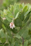 Gasquet Manzanita blossoms & foliage detail
