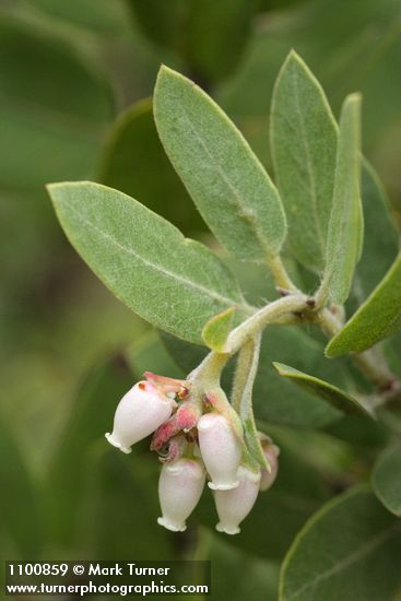 Gasquet Manzanita blossoms & foliage detail