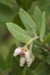 Gasquet Manzanita blossoms & foliage detail