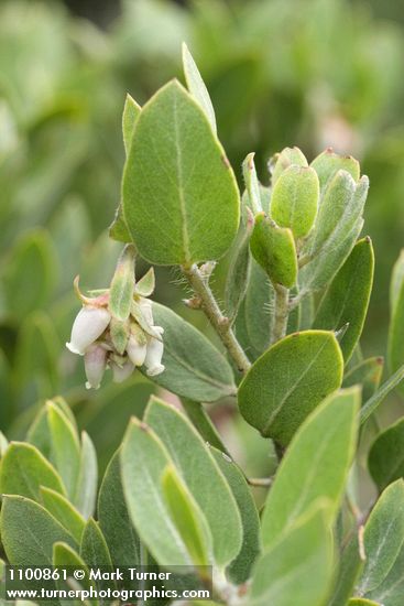 Gasquet Manzanita blossoms & foliage detail