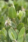 Gasquet Manzanita blossoms & foliage detail