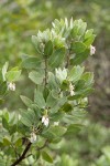 Gasquet Manzanita blossoms & foliage