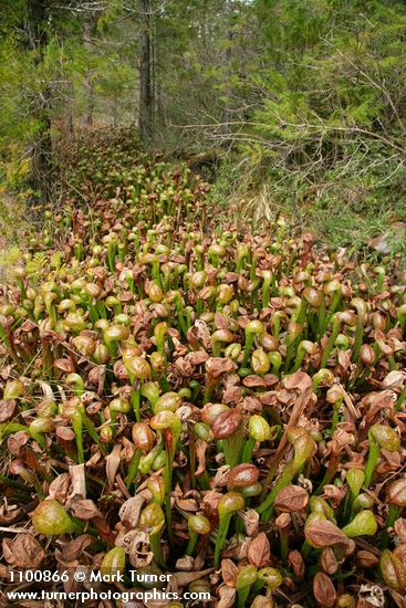 California Pitcher Plants
