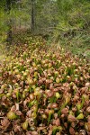 California Pitcher Plants