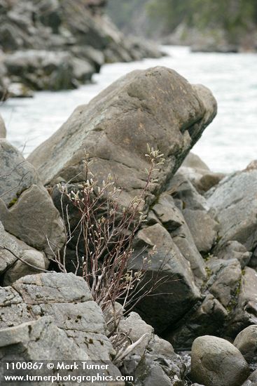 Del Norte Willow among rocks along Smith River at Stoney Creek