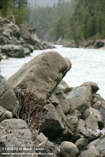 Del Norte Willow among rocks along Smith River at Stoney Creek
