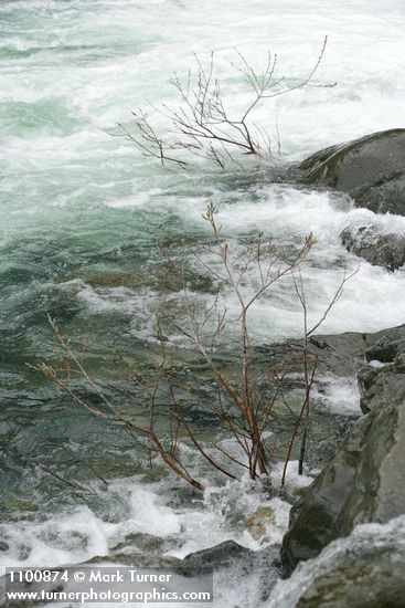 Del Norte Willow along Smith River at Stoney Creek