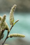 Del Norte Willow female aments detail