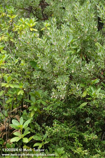 Gasquet Manzanita above Evergreen Huckleberry
