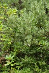 Gasquet Manzanita above Evergreen Huckleberry