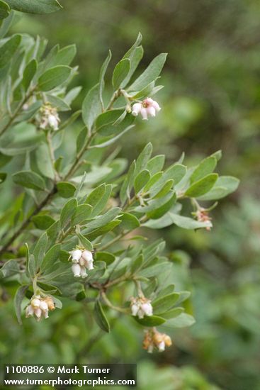 Gasquet Manzanita blossoms & foliage