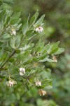 Gasquet Manzanita blossoms & foliage