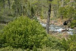 California Laurel on banks of Rock Creek