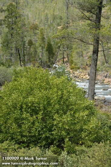 California Laurel on banks of Rock Creek