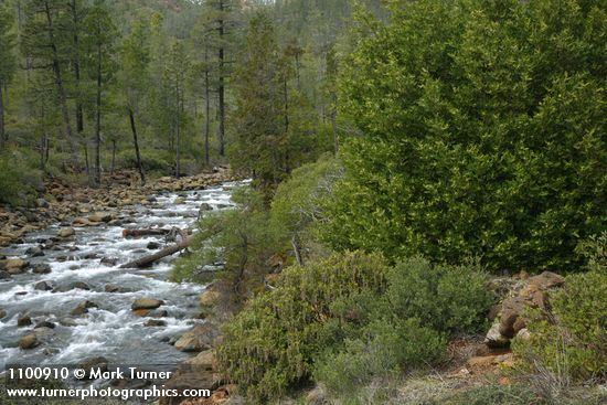 California Laurel & Boxleaf Silktassel (male) on banks of Rock Creek w/ Jeffrey Pines bkgnd