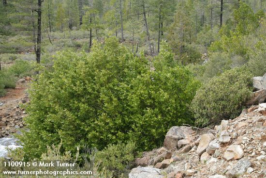 California Laurel & Boxleaf Silktassel (male) w/ Jeffrey Pines bkgnd