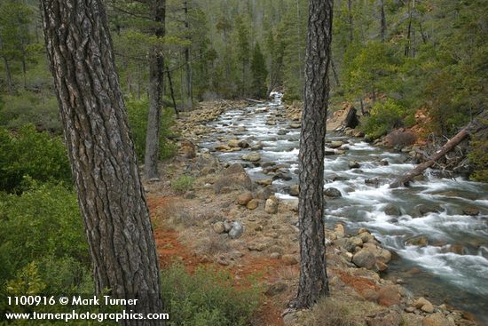 Jeffrey Pines frame Rock Creek