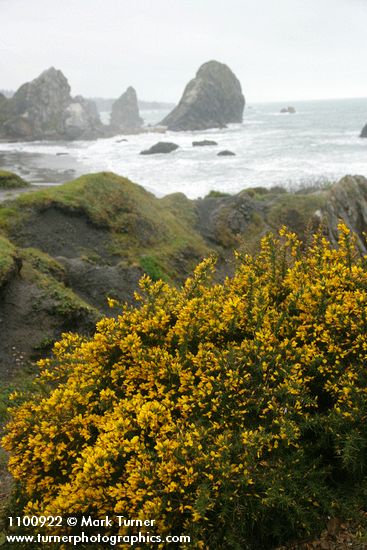 Gorse w/ sea stacks bkgnd