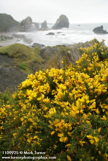 Gorse w/ sea stacks bkgnd