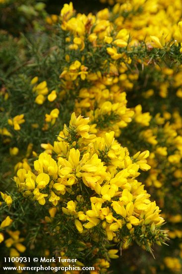 Gorse blossoms & foliage