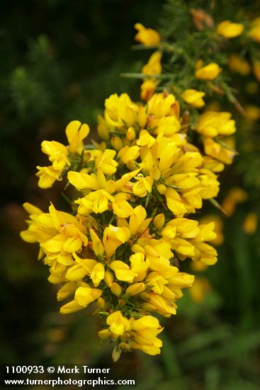Gorse blossoms & foliage
