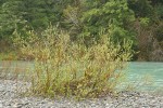 Dusky Willow on Chetco River gravel bar