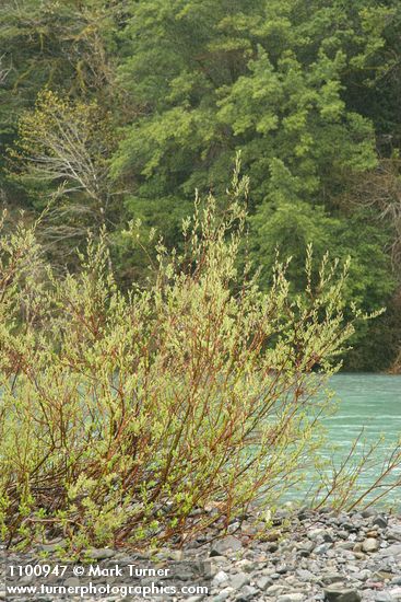 Dusky Willow on Chetco River gravel bar