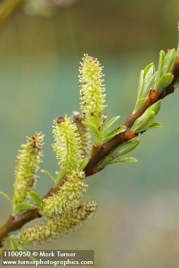 Dusky Willow female aments & new foliage