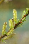 Dusky Willow female aments & new foliage