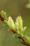 Dusky Willow female ament & new foliage