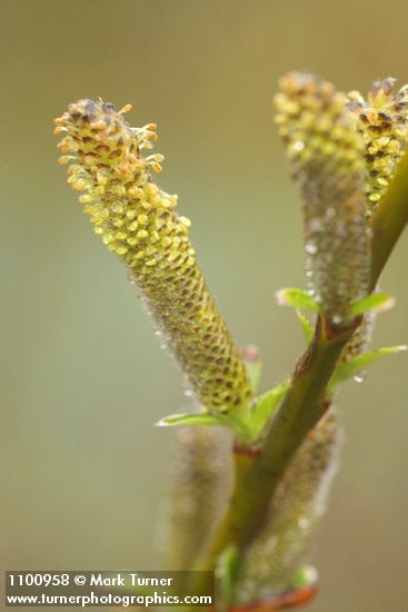 Dusky Willow male aments detail
