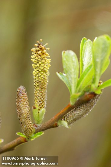 Dusky Willow male aments & new foliage detail