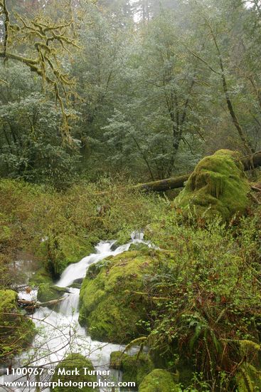 Indian Plum among moss-covered boulders along creek w/ Tanoak bkgnd