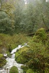 Indian Plum among moss-covered boulders along creek w/ Tanoak bkgnd