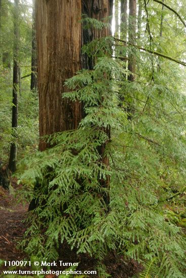 Redwood foliage & trunk