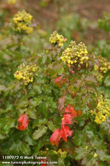 Wavyleaf Barberry