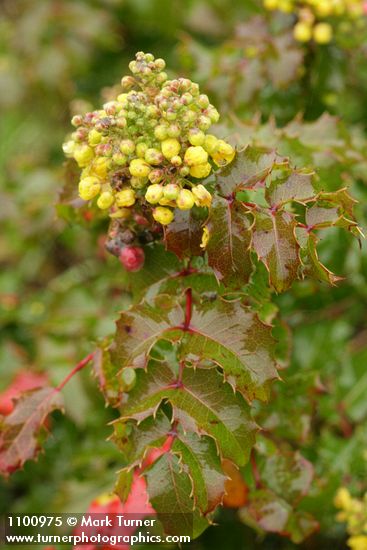 Wavyleaf Barberry