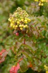 Wavyleaf Barberry