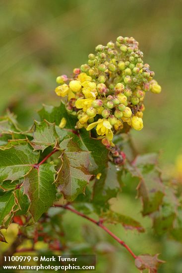 Wavyleaf Barberry