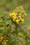 Wavyleaf Barberry