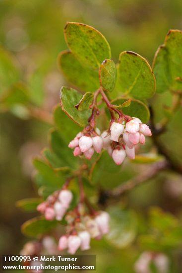 Stanford's Manzanita blossoms & foliage w/ raindrops