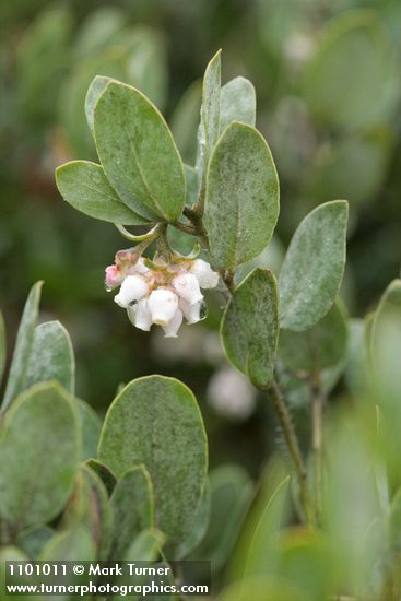 Del Norte Manzanita blossoms & foliage detail