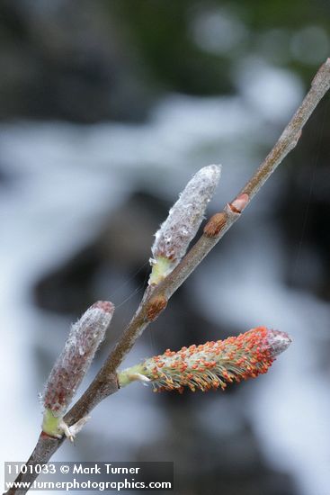 Del Norte Willow male aments