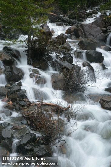 Del Norte Willow among rocks in middle of creek