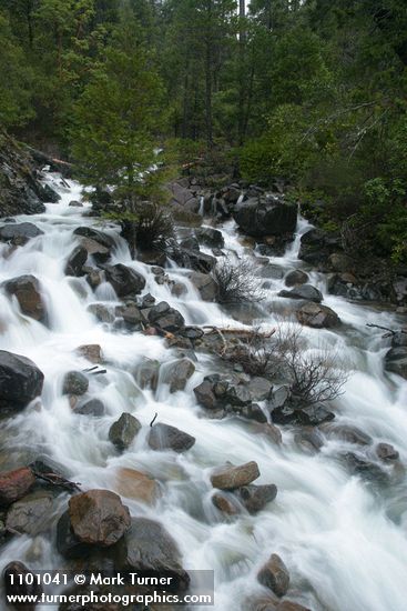 Del Norte Willow among rocks in middle of creek
