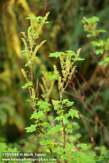Stink Currant blossoms & foliage