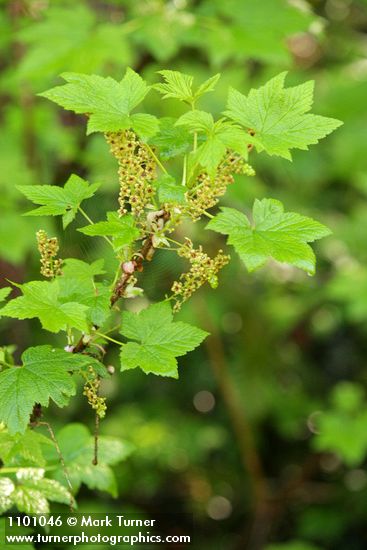 Stink Currant blossoms & foliage