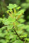 Stink Currant blossoms & foliage