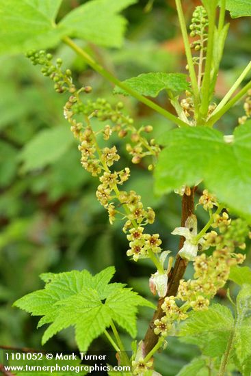Stink Currant blossoms & foliage