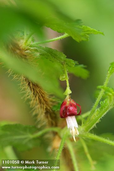 Canyon Gooseberry blossom detail
